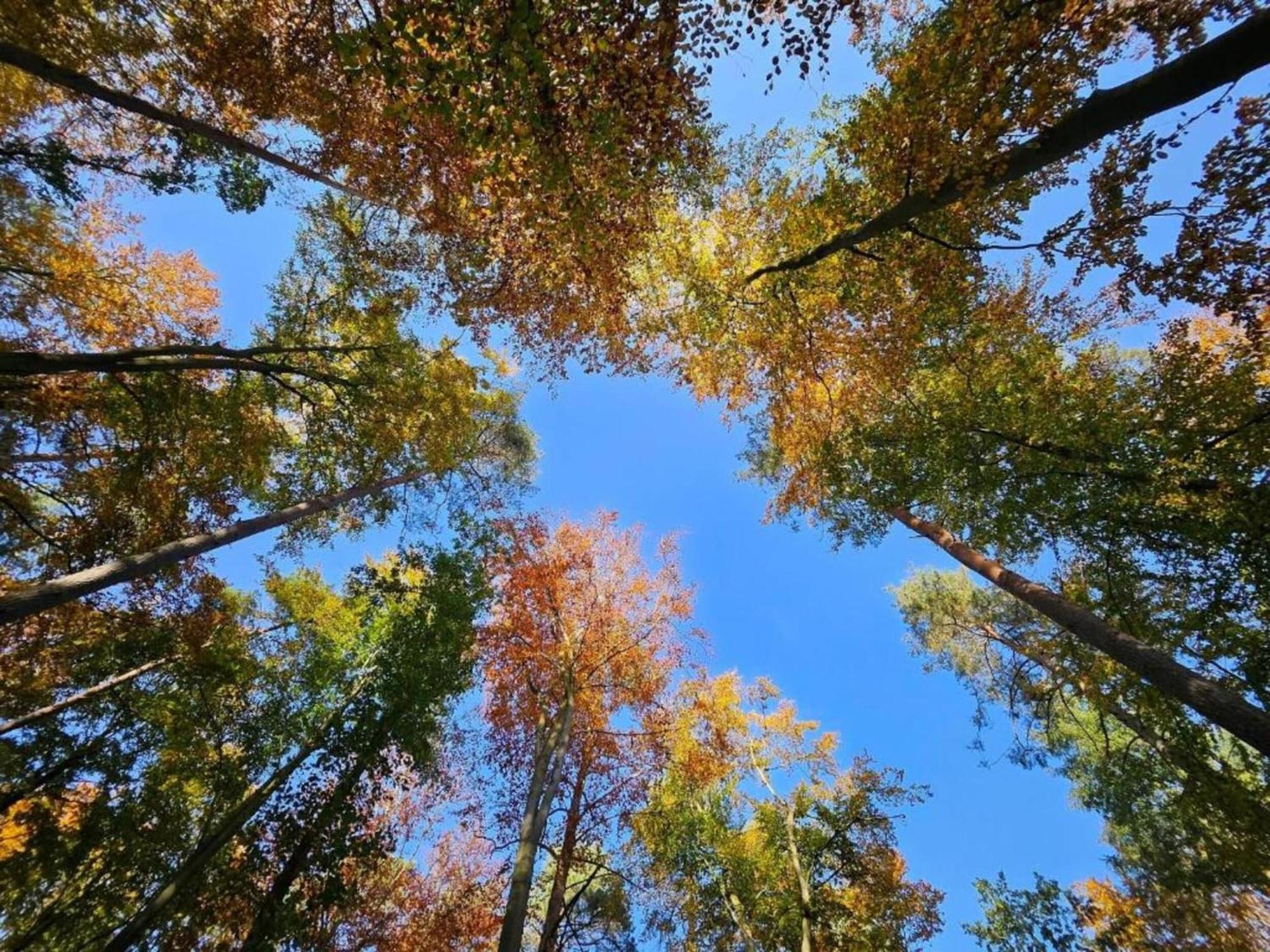 Ferienpark Mueritz In Rechlin-Nord Dış mekan fotoğraf